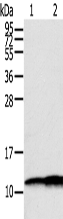 S100A11 Antibody