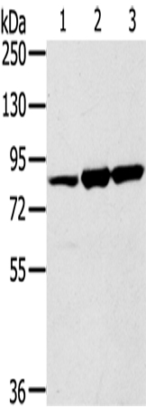 SENP5 Antibody