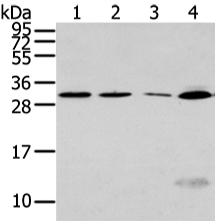 SIAH1 Antibody