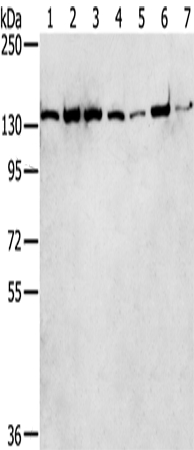 SMARCA5 Antibody