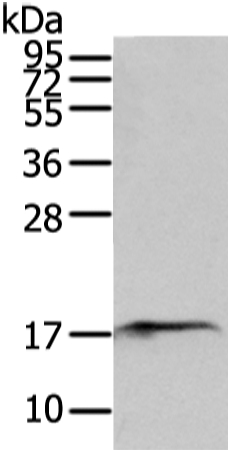 SNX12 Antibody