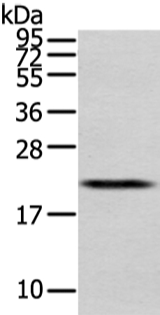 MED28 Antibody