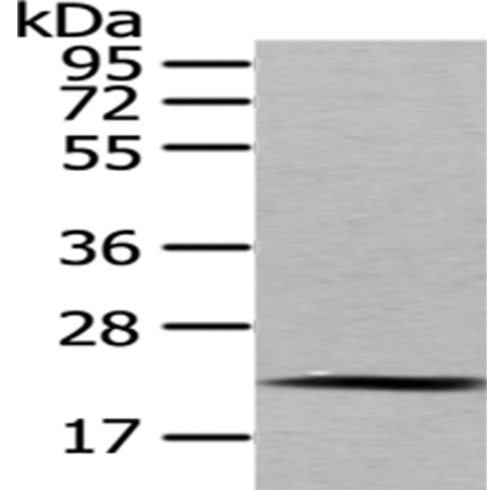 MED18 Antibody