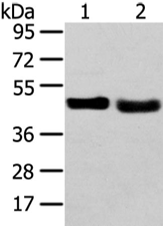 TRIB2 Antibody