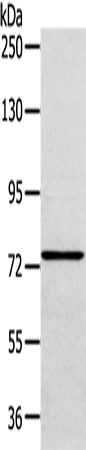 VPS53 Antibody