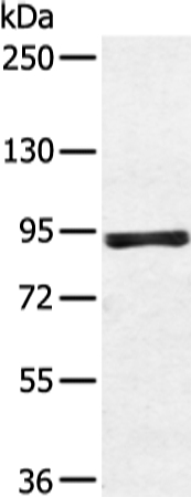 ZFP28 Antibody