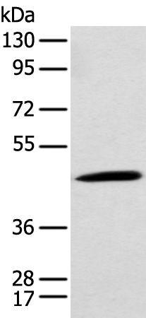 CCBL1 Antibody