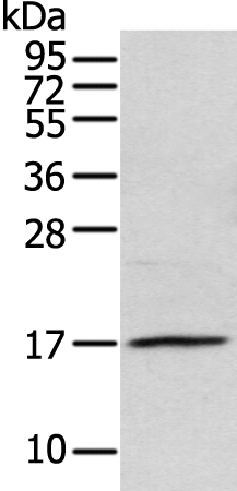 NDP Antibody