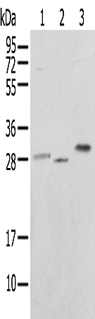 UBE2J2 Antibody