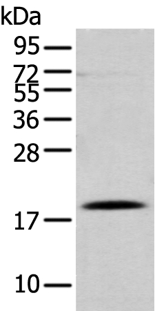 DAND5 Antibody