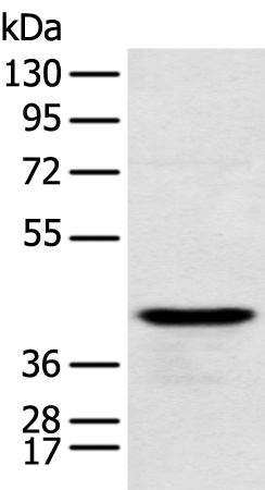 RSPH1 Antibody