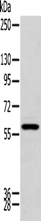 ZNF248 Antibody