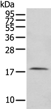 FAM96A Antibody