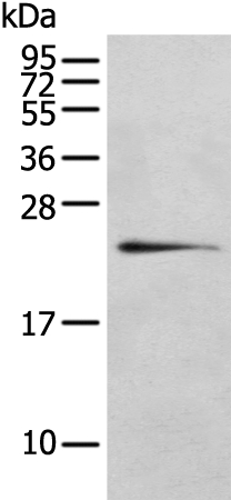 RILPL2 Antibody