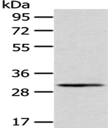 AQP3 Antibody