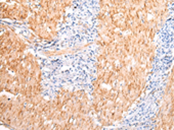 DMBT1 Antibody