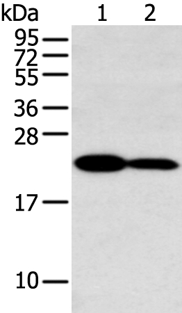 HOXA7 Antibody