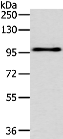 EPHA3 Antibody