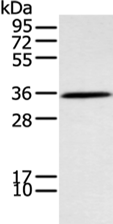 NEK7 Antibody