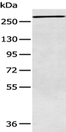 ATR Antibody