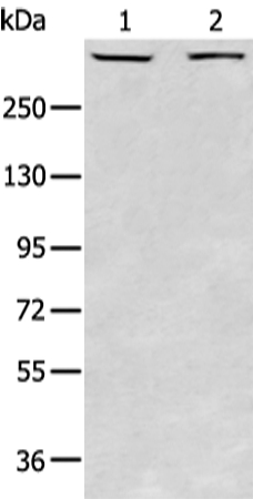 PRKDC Antibody