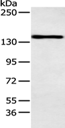 POLA1 Antibody