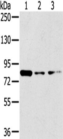 GPD2 Antibody