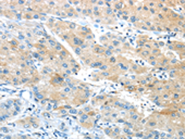 GPR15 Antibody