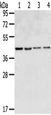 GPR15 Antibody