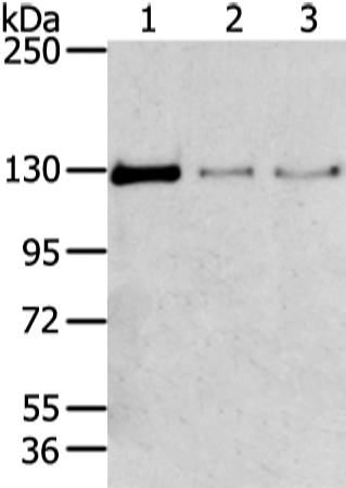 TRIM24 Antibody