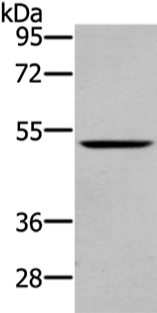 WASF2 Antibody