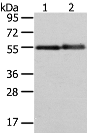 XK  Antibody