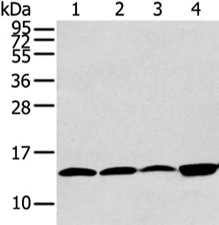 CLDND2 Antibody