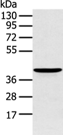 ADRB2 Antibody