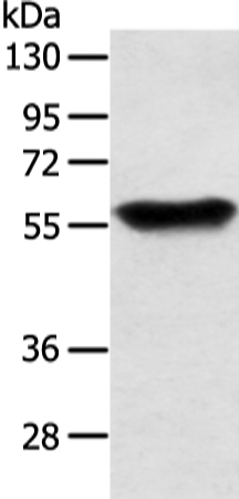 SLC1A3 Antibody