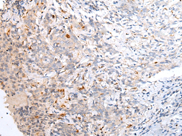 ABCB10 Antibody