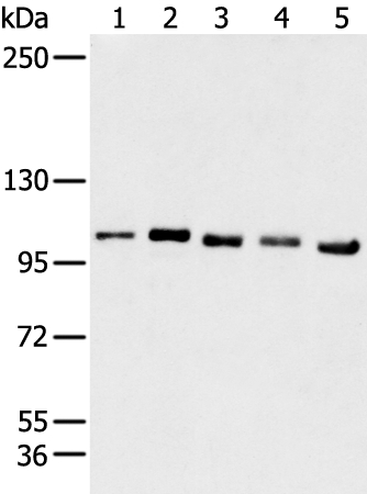 GANAB Antibody