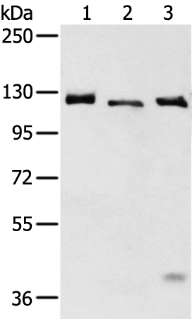 SLC4A3  Antibody