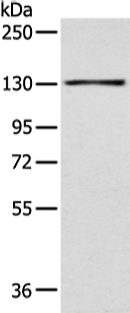 SMARCA1 Antibody