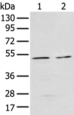 E2F3 Antibody