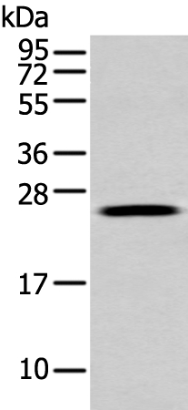 FGFBP1 Antibody