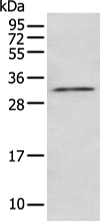 NUDT5 Antibody