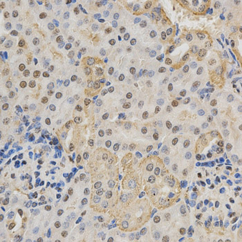 NeuN Antibody - SAB | Signalway Antibody