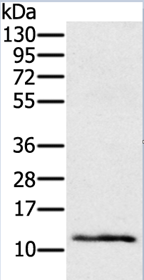 Ly6a Antibody