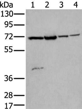 ZNF131 Antibody