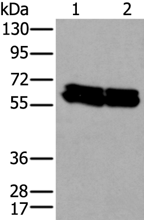 ZNF207 Antibody