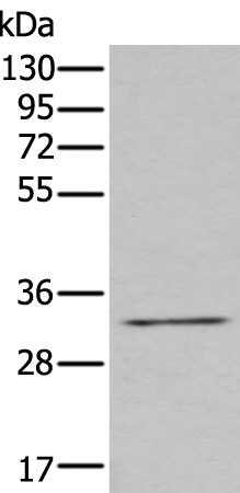 ZNF346 Antibody