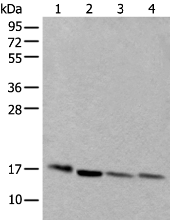 UBE2D3 Antibody