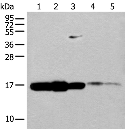 UBE2V1 Antibody