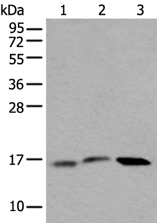 UBE2G2 Antibody